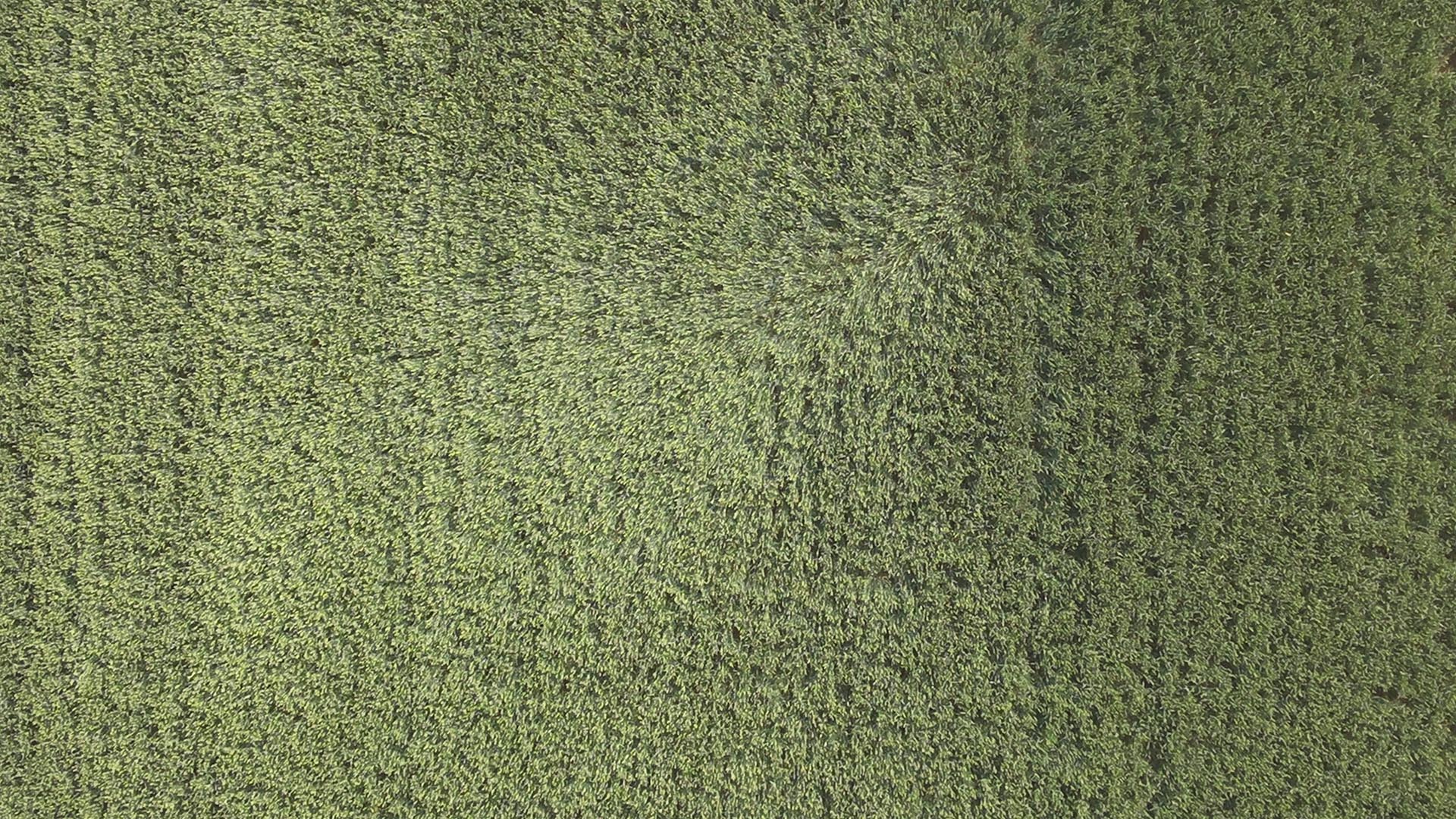 gewassen inspecties zuid holland