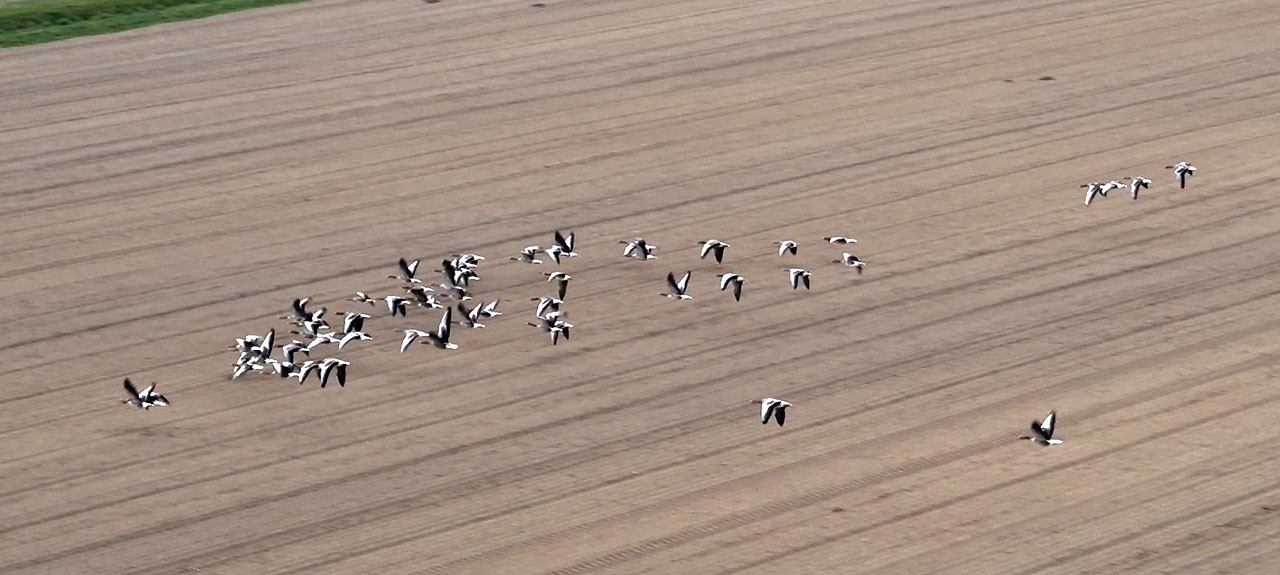 landbouw ganzen verjagen diervriendelijk
