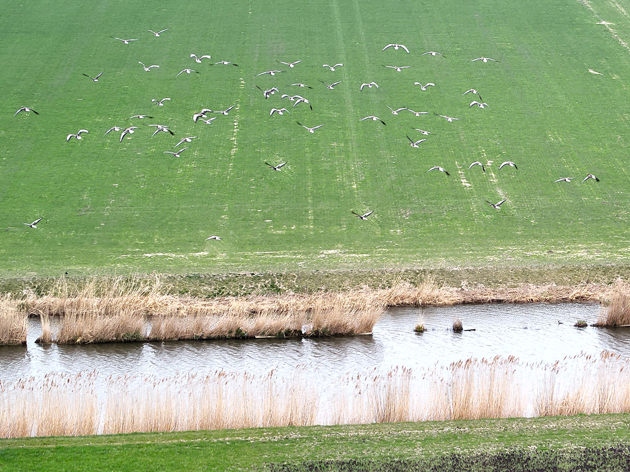 Dronefoto van landbouwperceel voor gewasschade-analyse