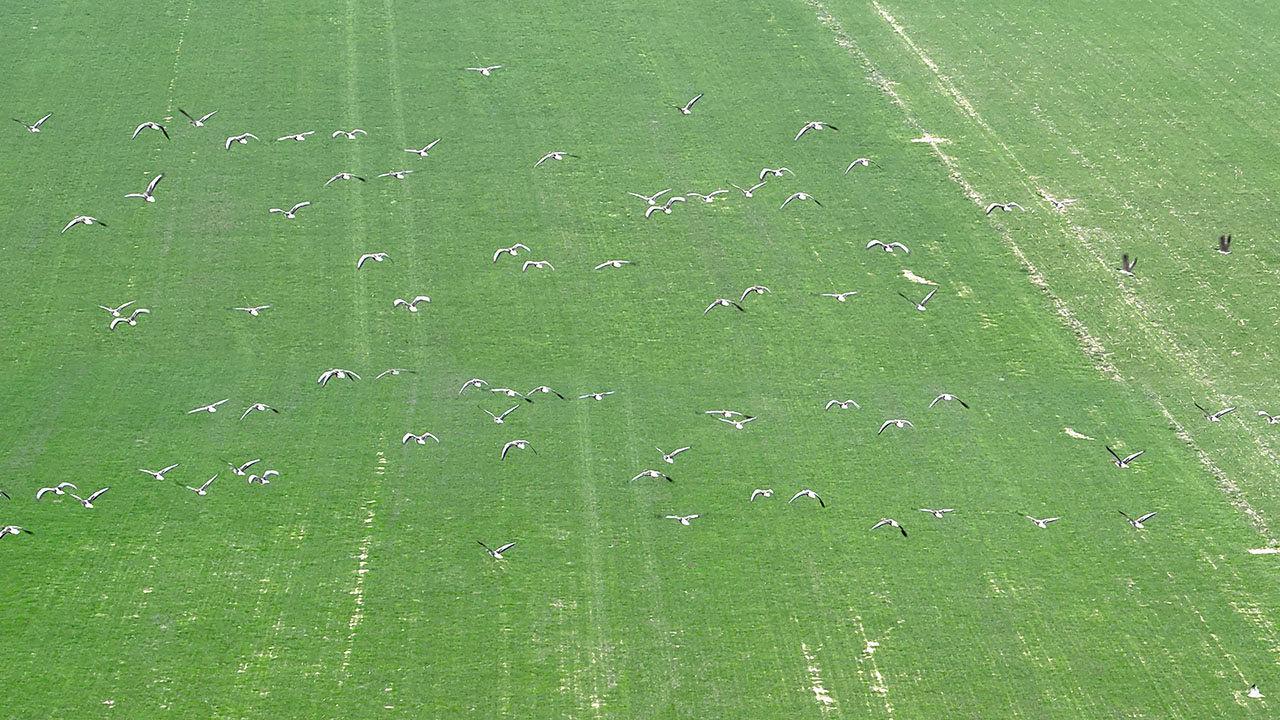 ganzen verjagen met drones