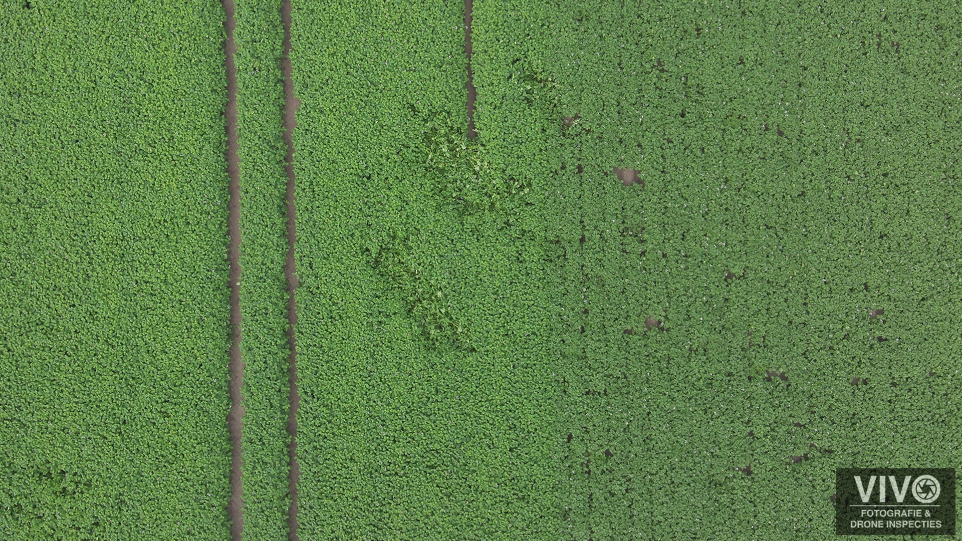 gewasschade inspecteren drones