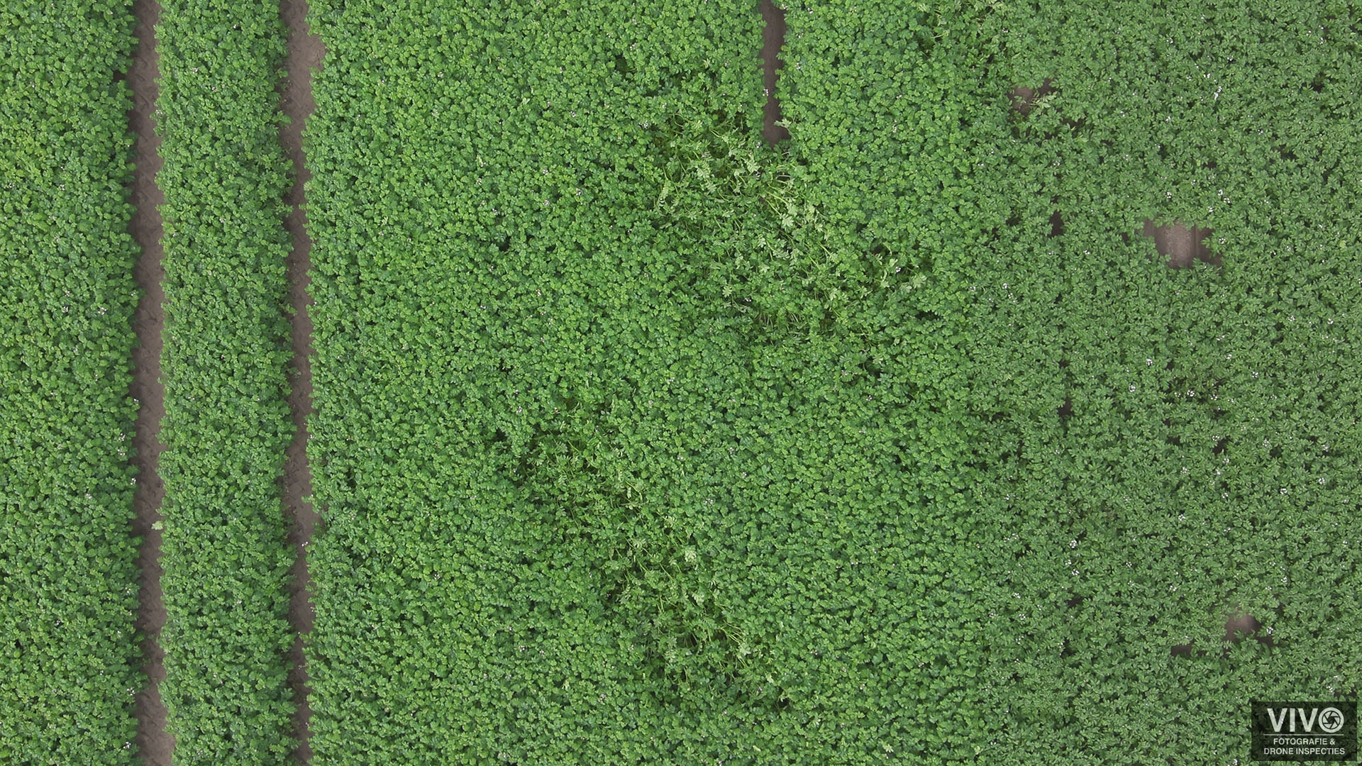 gewassen inspectie hoeksche waard