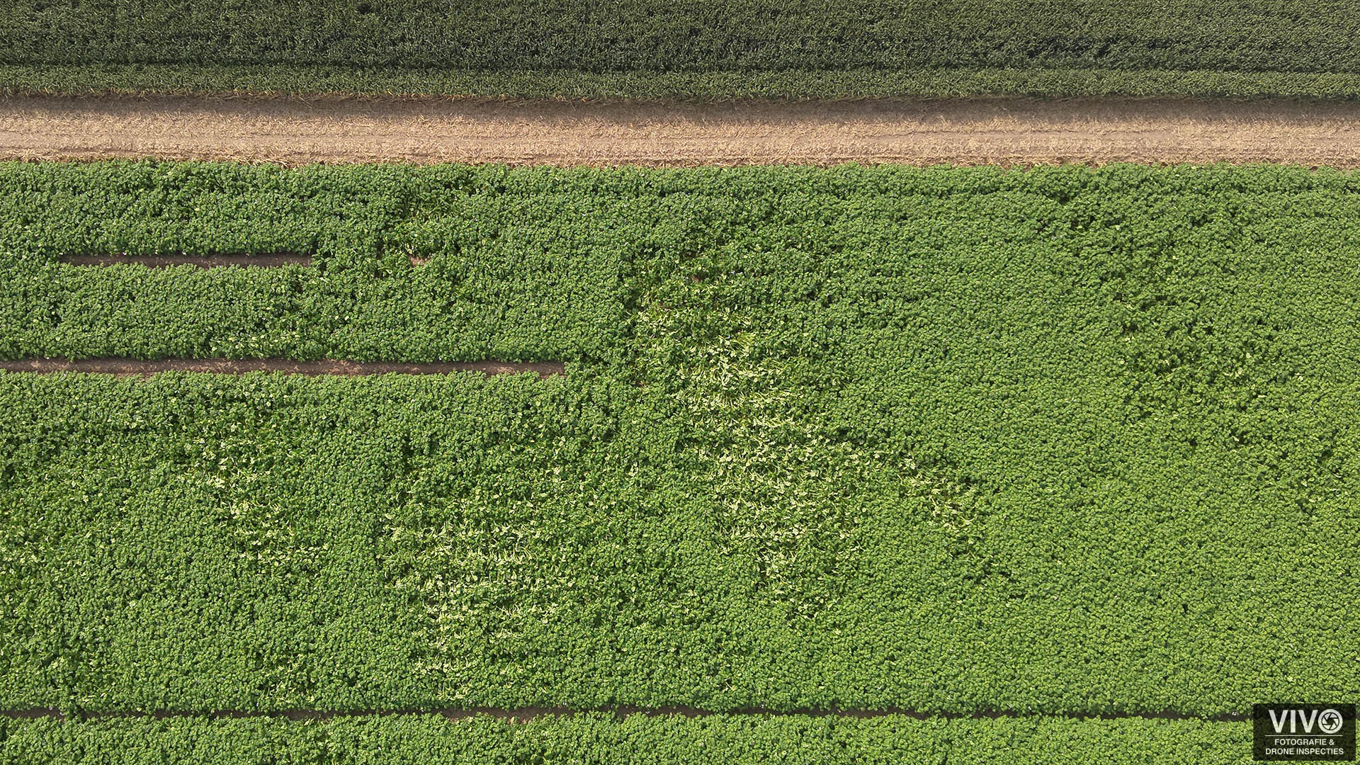 gewassen inspecteren met drones